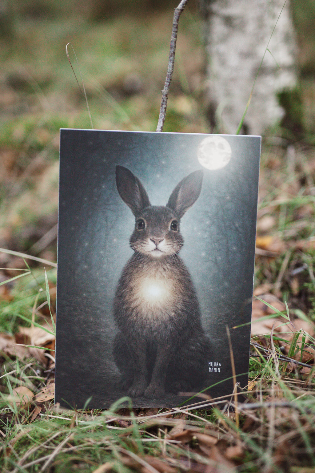 Haren - Poster