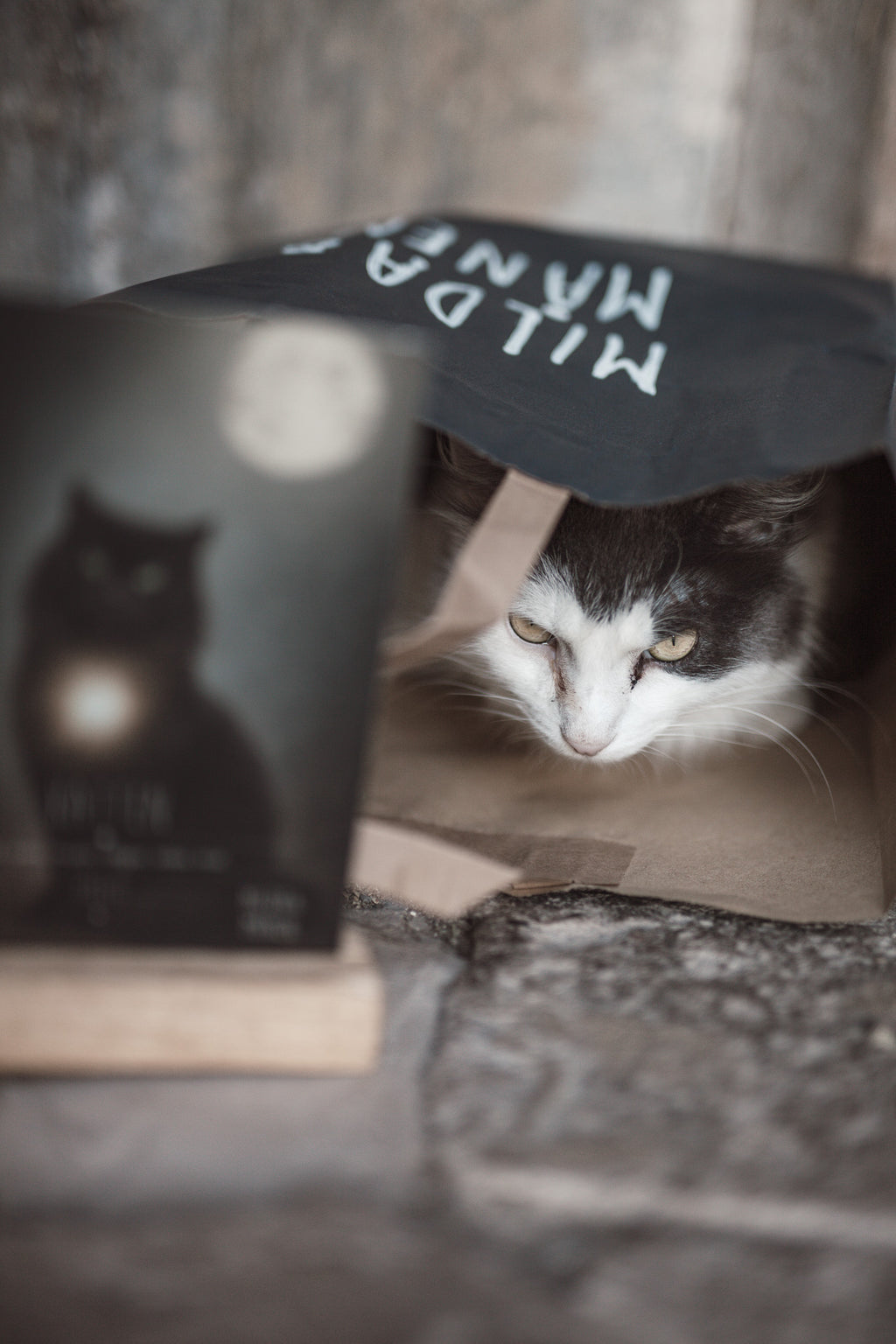 Karaktärskort med träställ - Katten